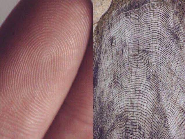Como a Natureza Está em Nós: A Relação Profunda Entre Ser Humano e Universo 2 image 45