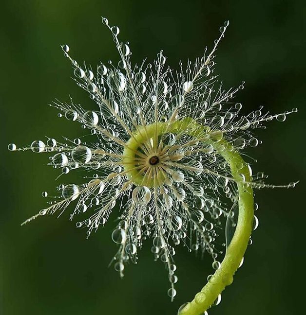 A Geometria por trás da Natureza