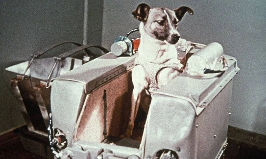 Cadela Laika