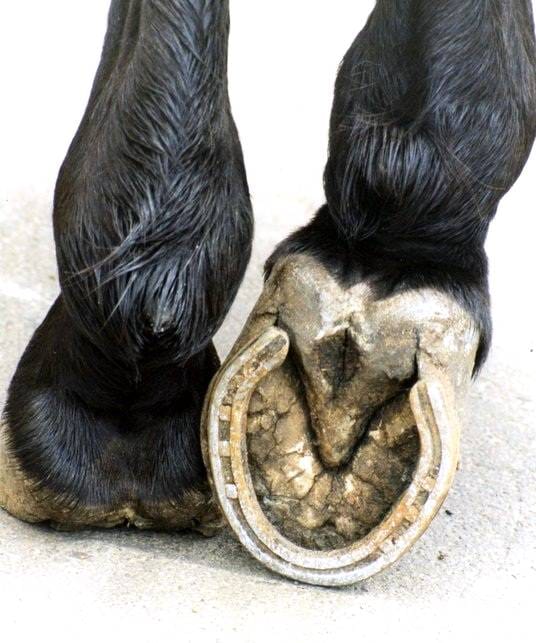 Ferradura protegendo o casco de um cavalo durante a caminhada