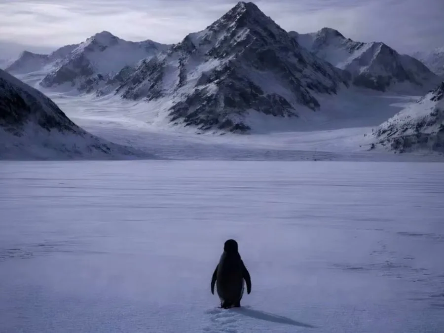 caminhada do pinguim