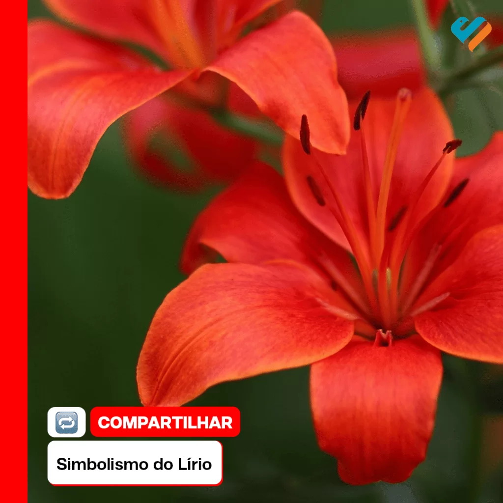 SIMBOLISMO "LÍRIO” 1 140722 ig